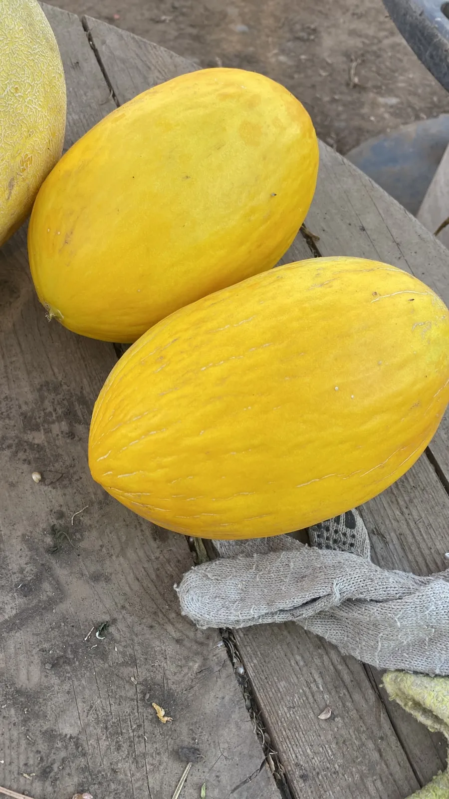 Melones amarillos cosechados en Paine