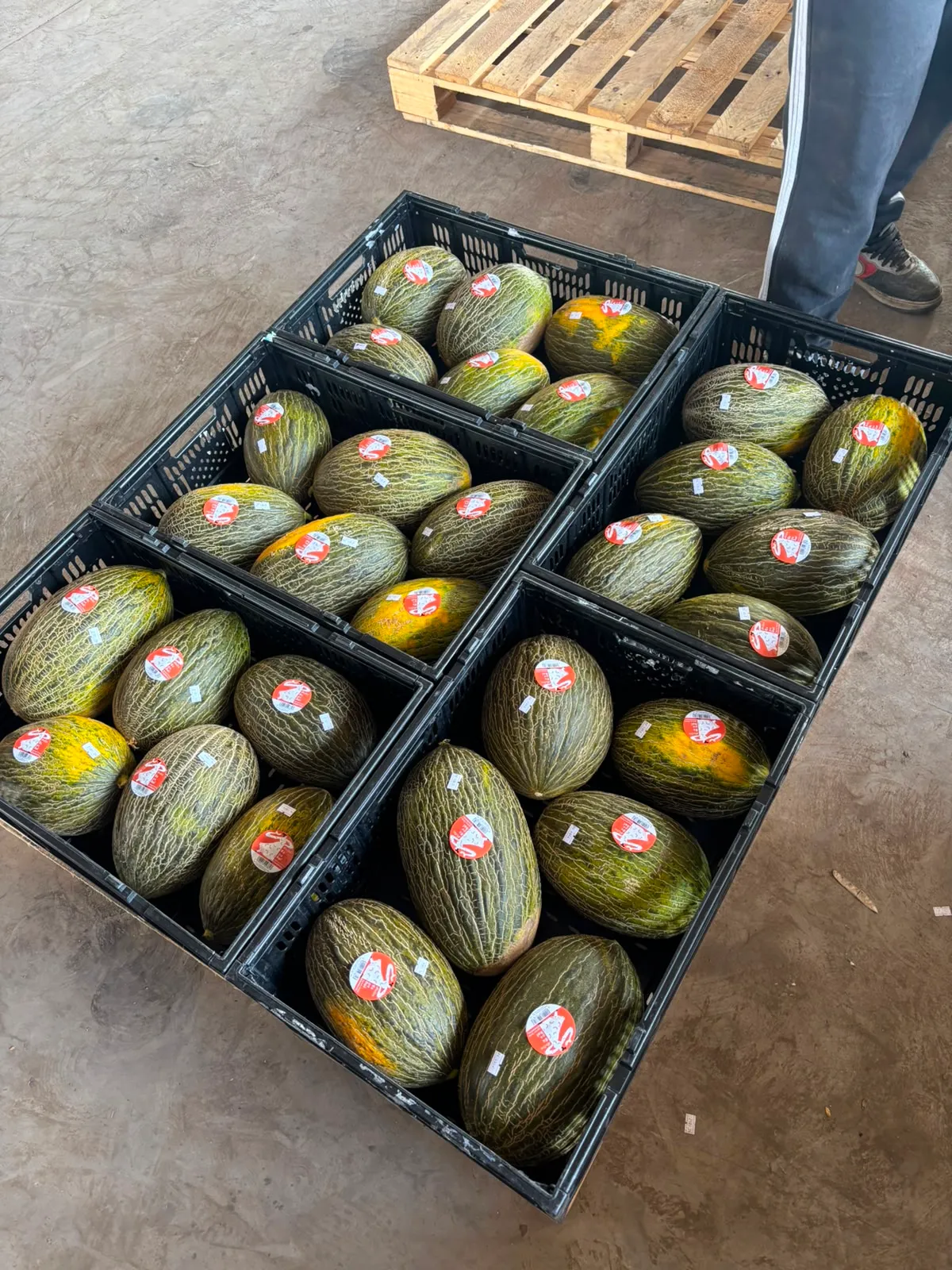 Melones seleccionados en bins