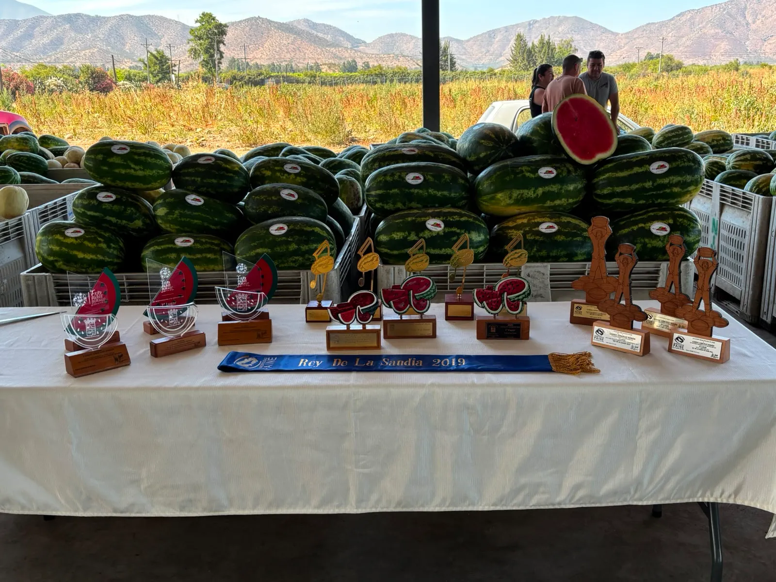 Trofeos del concurso Rey de la Sandía junto a sandías en Paine