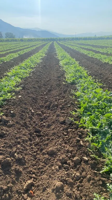 Sandial en hileras en nuestros campos de Culitrín, Paine