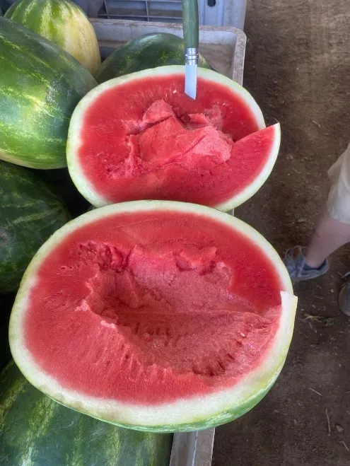 Sandía sin pepas recién cortada en el campo